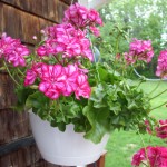 ivy_geranium