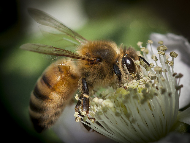 July Honey Bee