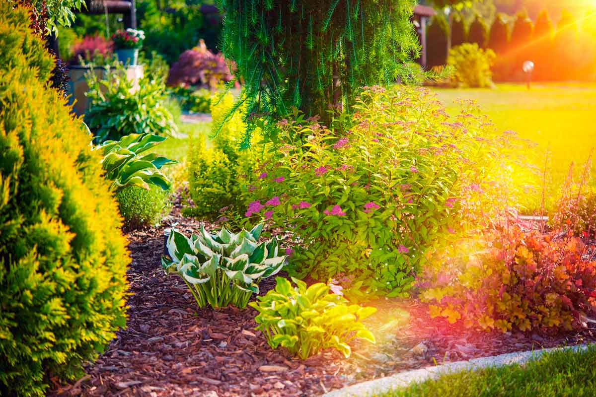 Sunny Summer Garden:garden, gardening, backyard, plant, plants, yard, summer, lawn, field, landscape, landscaping, flower, tree, floral, specie, nature, blossom, bloom, natural, botanical, botanic, sunny, green, grass, leaves, perennial, blooming, outdoor, house yard, garden works, work, horizontal