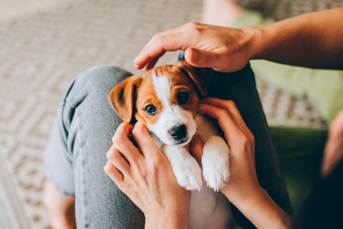 The Ultimate Guide to First Time Pet Owners