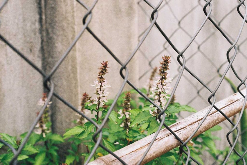 Inexpensive Ways To Cover A Chain Link Fence