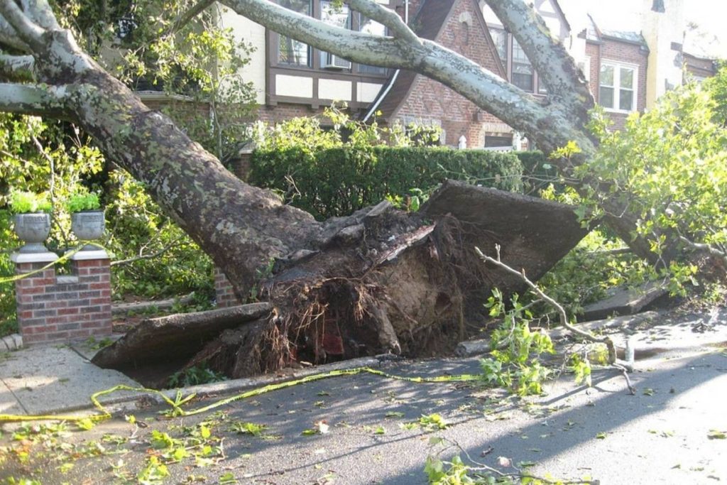 fallen tree after hail storm