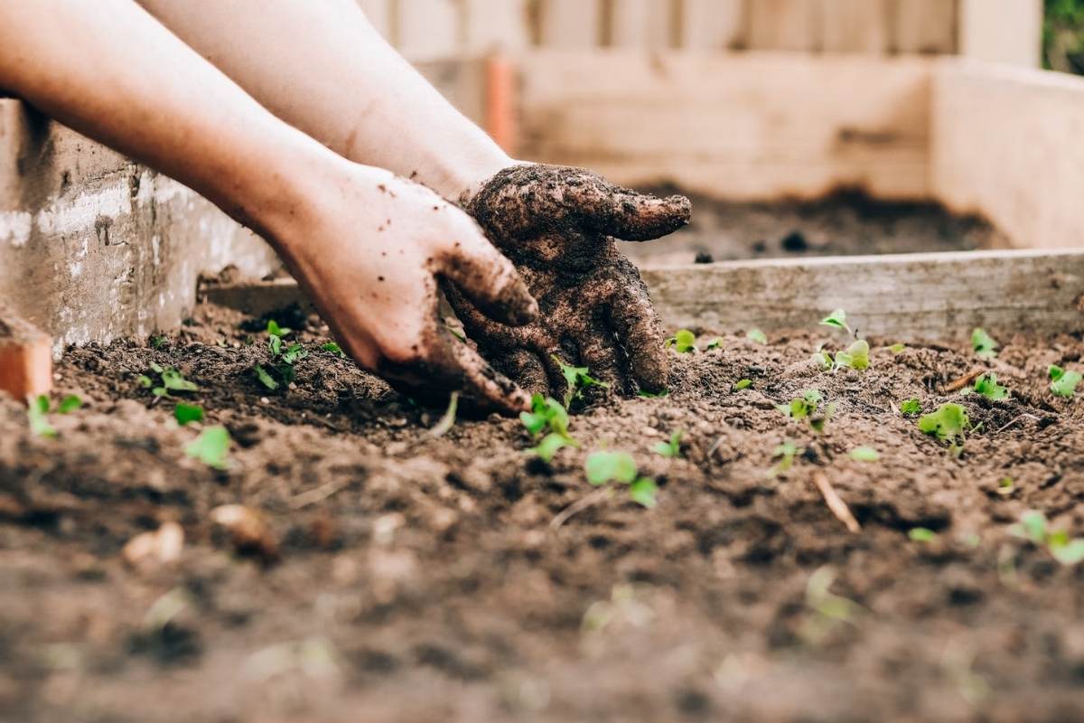 hands in soil