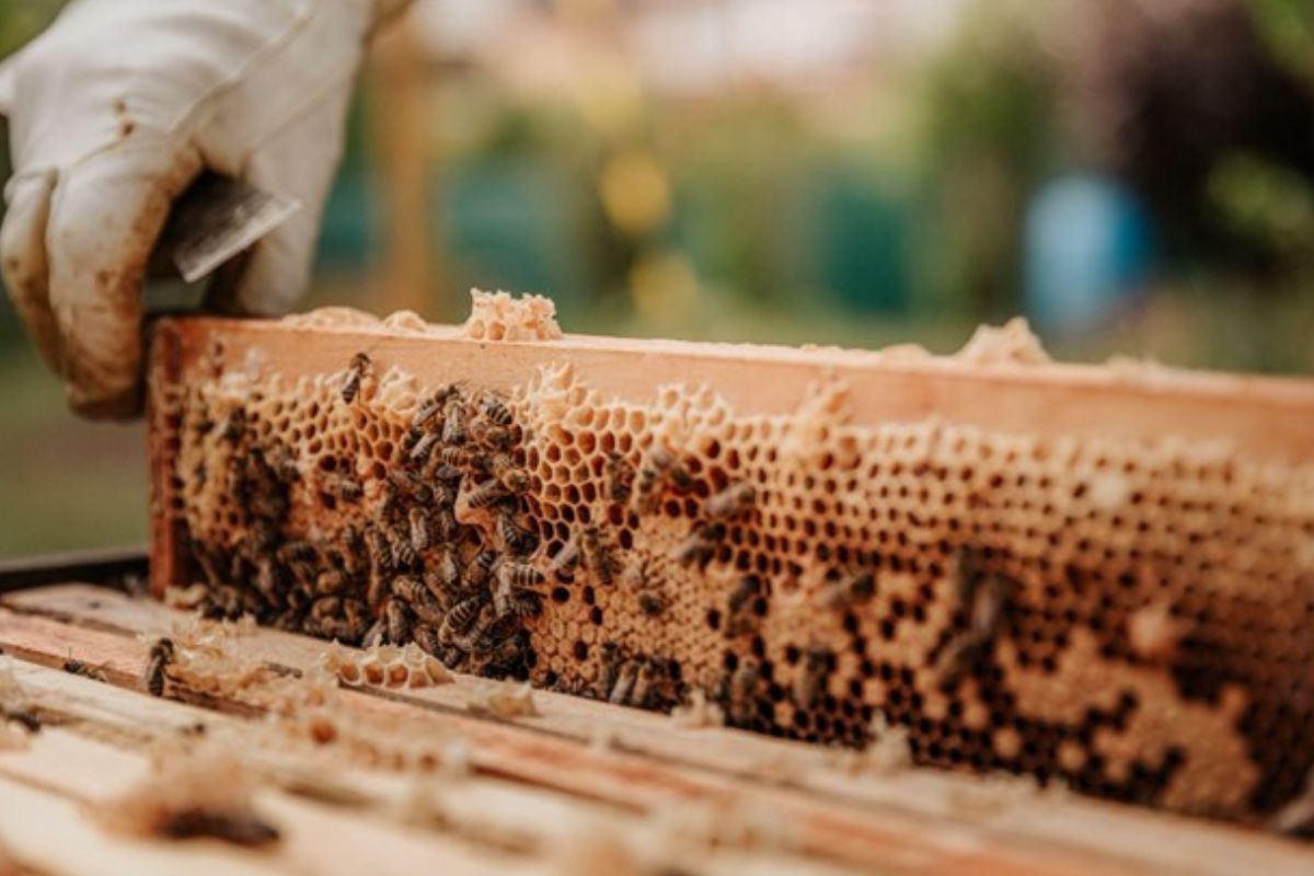 Discover The 10 Reasons To Start Backyard Beekeeping Today Homewares   Start Backyard Beekeeping 