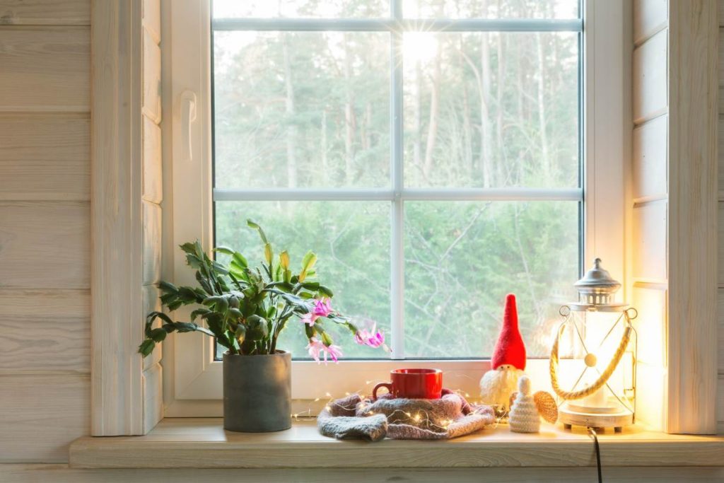 Christmas Cactus in window with Christmas decorations