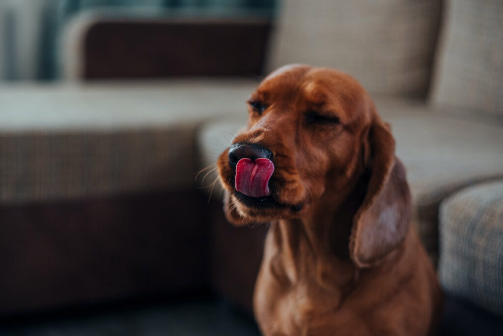 Dog Licks Lips Next to Couch