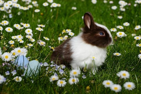 A bunny surrounded by flowers.