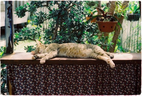 A cat sleeping in the garden with shade.