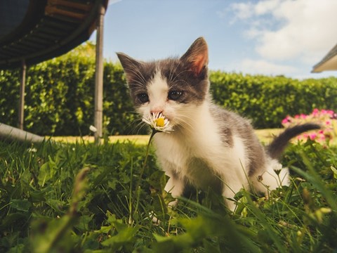 A kitten smelling a flower in a garden.