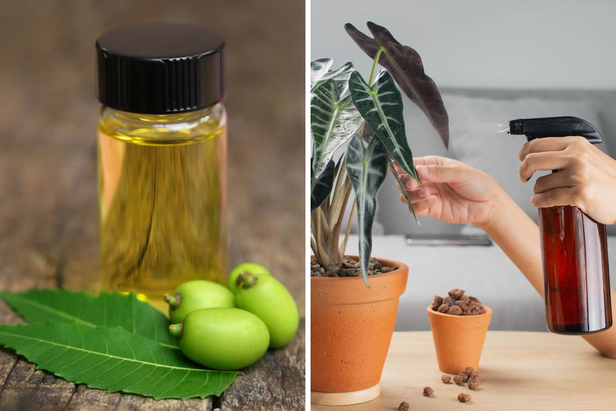 person using Neem Oil drops and sprays plant