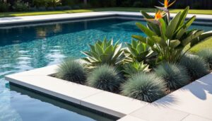 Poolside landscaping with blue fescue ornamental grasses, agave succulents, and a bird of paradise plant beside a backyard swimming pool.